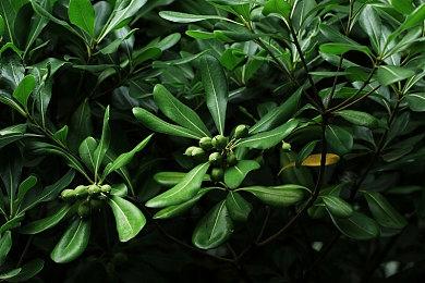 小岛秀夫分享自己最喜欢的《合金装备》系列配乐